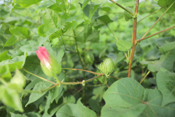 棉花冲施肥