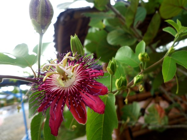 passiflora
