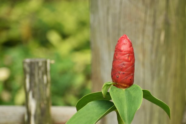 costus