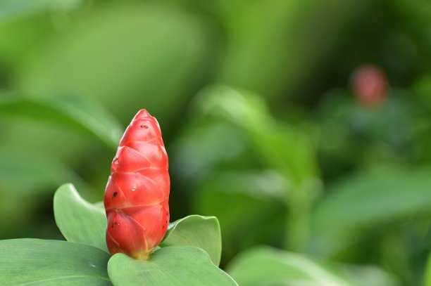costus