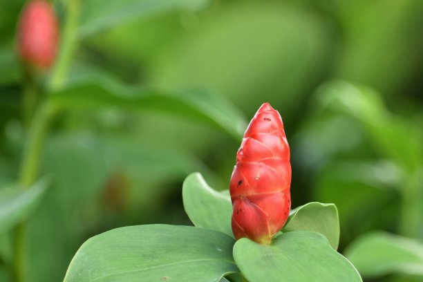 costus