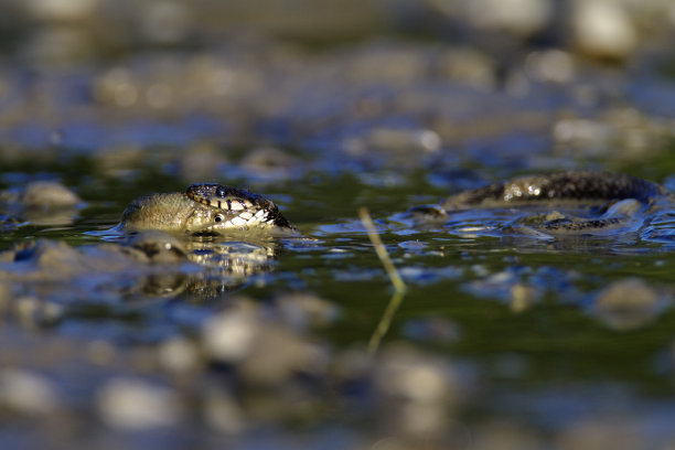 natrix