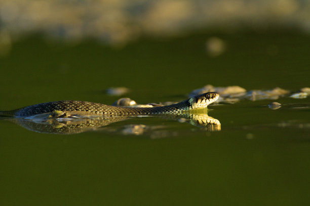 natrix