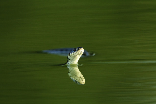 natrix