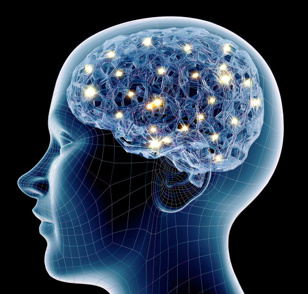 cerebrum