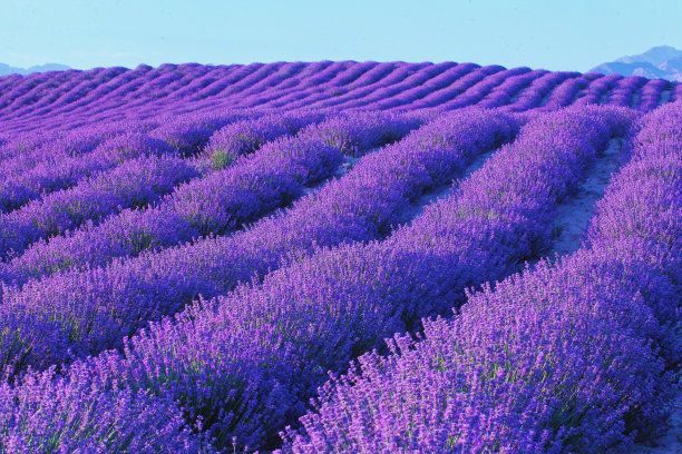 provence