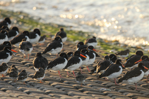 haematopus