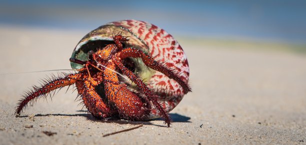 crustacean