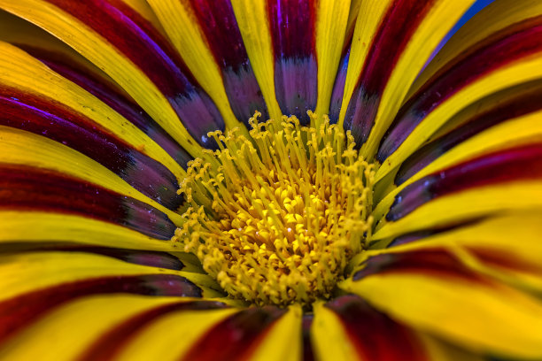 gazania