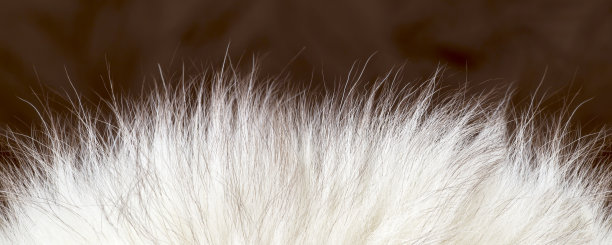 hairs