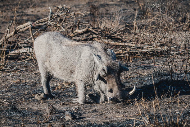 phacochoerus