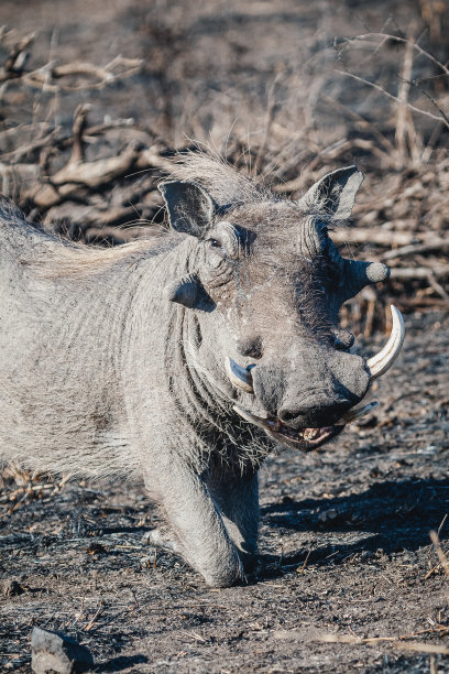phacochoerus