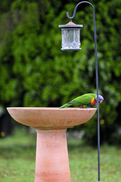 lorikeets