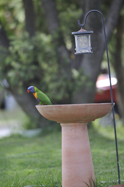 lorikeet