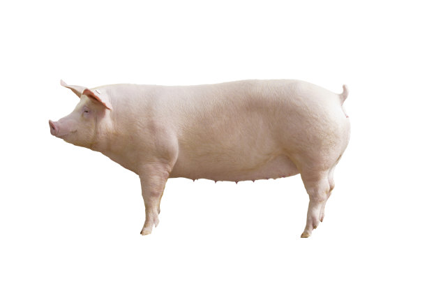 piggy
