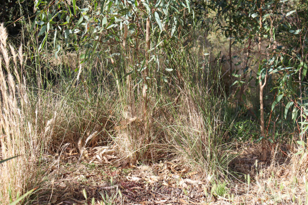 bushveld