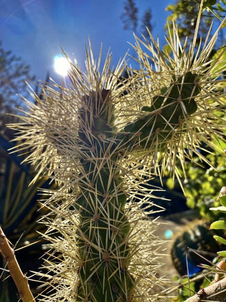 cholla