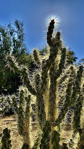cholla