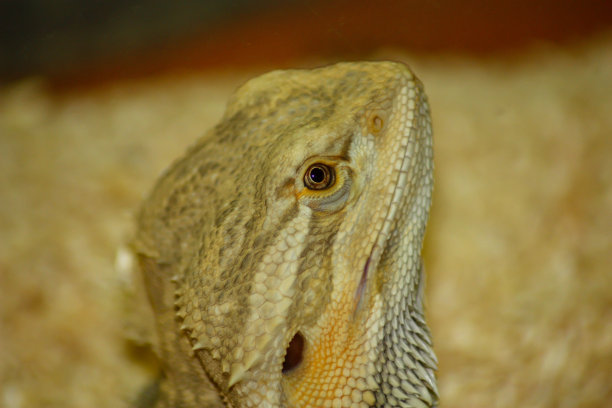 pogona