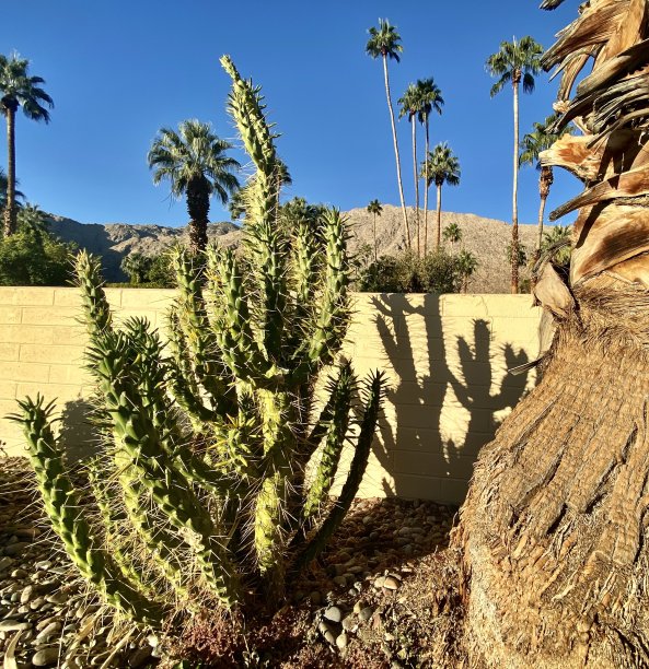 saguaro