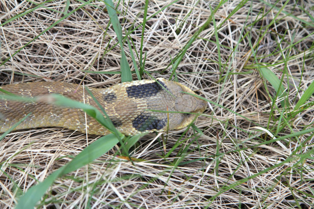 adders