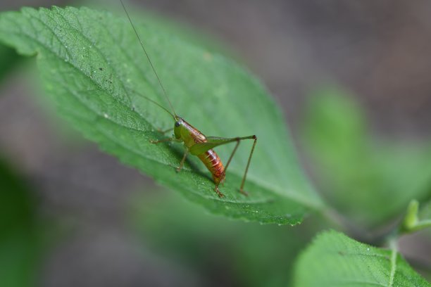 katydid