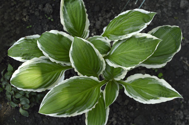 hosta