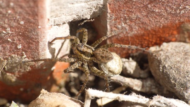 arachnid