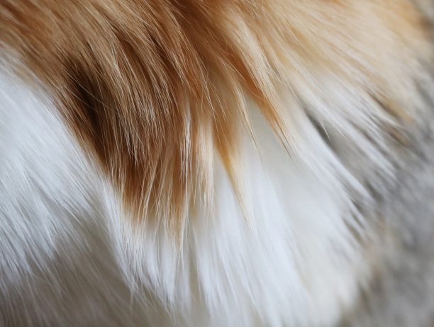 动物毛发