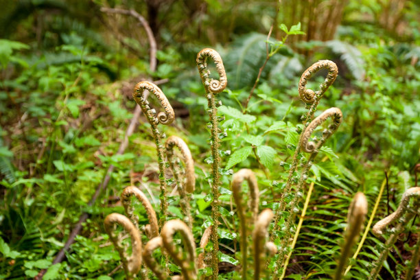 fiddlehead