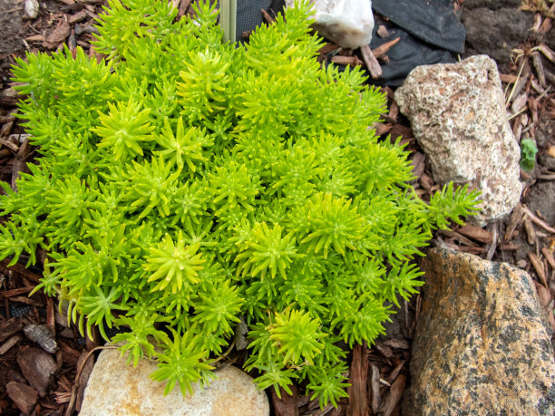 sedum