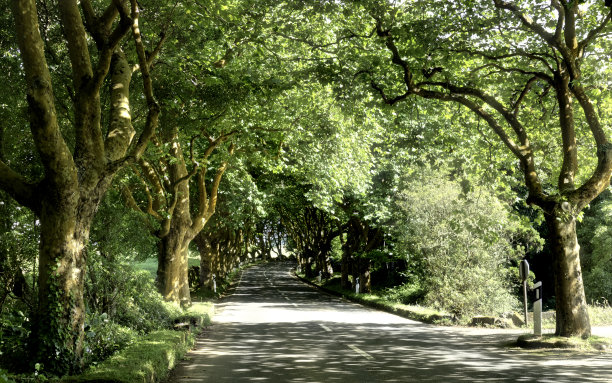 avenue
