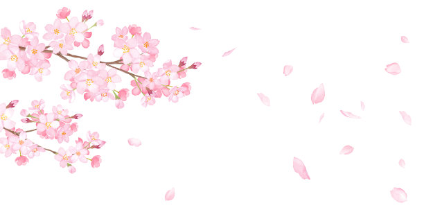 樱花