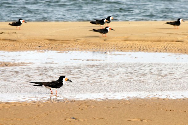 skimmer