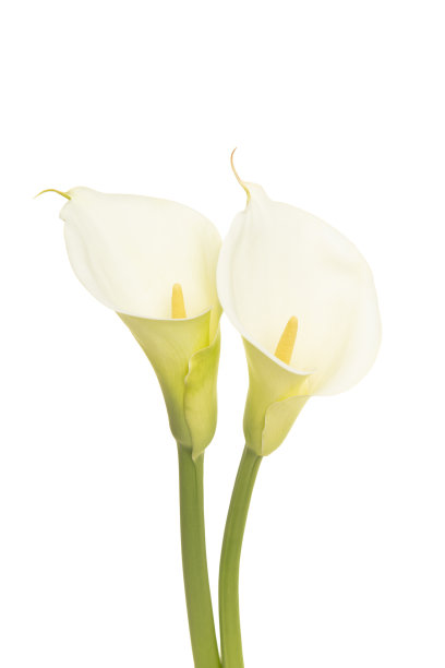 zantedeschia