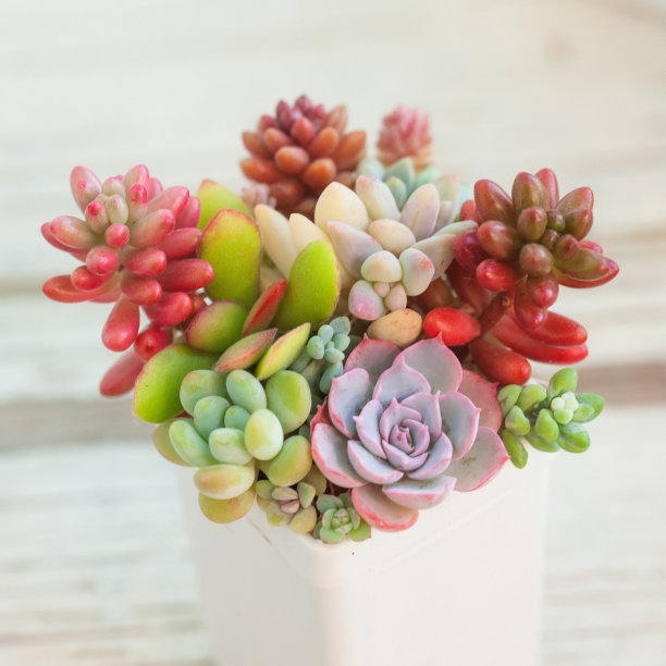 crassula