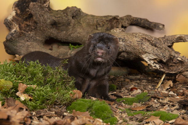 mustela