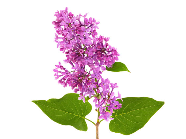 lilac