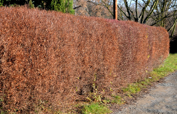 filipendula