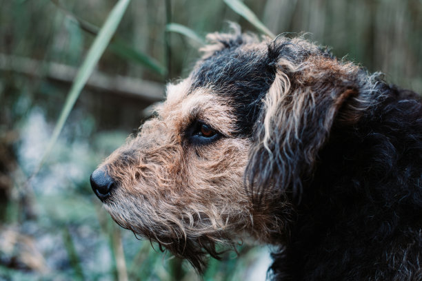 airedale