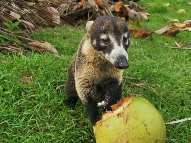 coatimundi