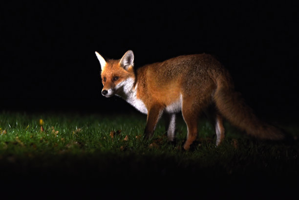 foxface