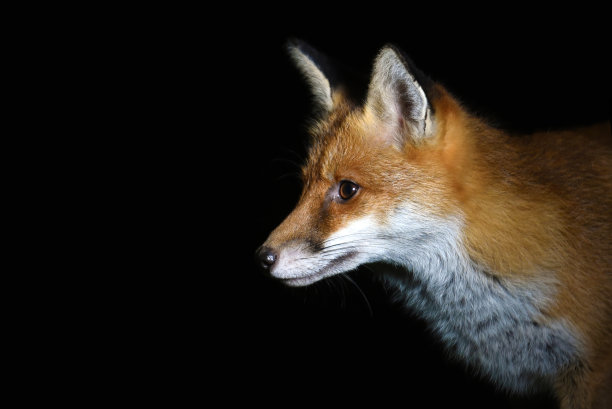 foxface