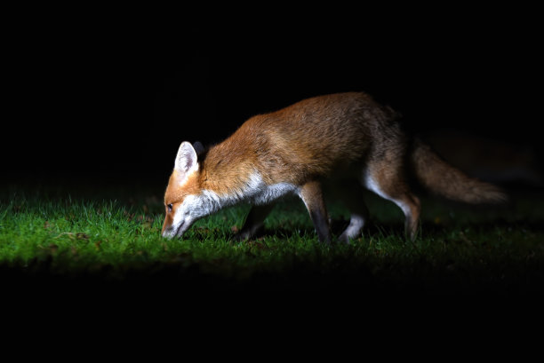 foxface
