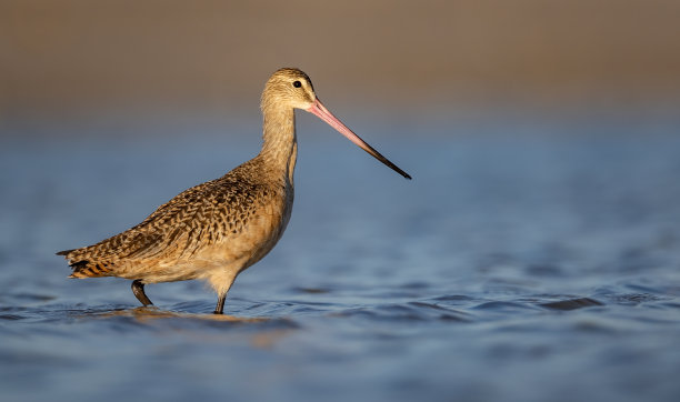 limosa