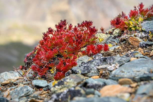rhodiola