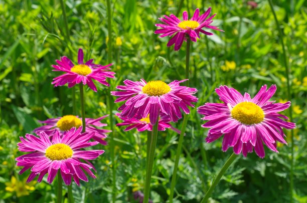 pyrethrum