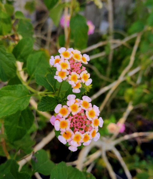 lantana