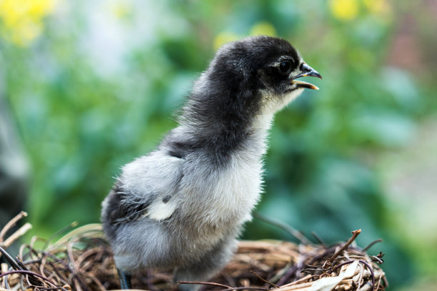 cock