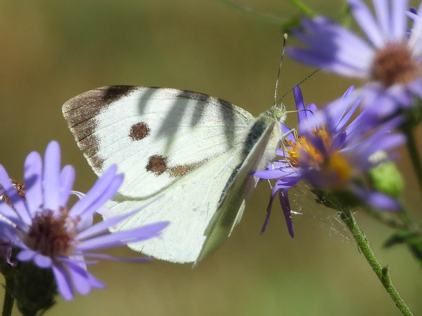 pieridae